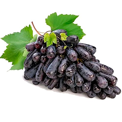 Uva Negra Dedos De Bruja Lb