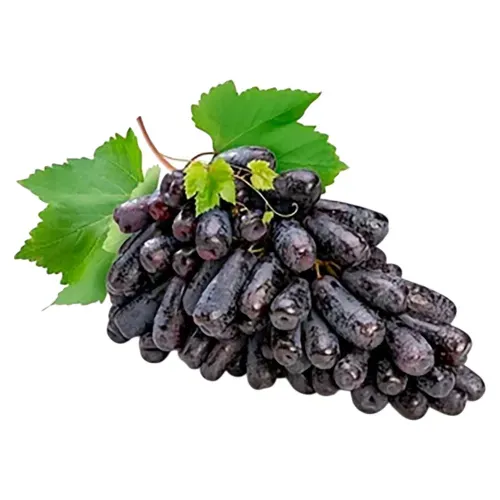 Uva Negra Dedos De Bruja Lb